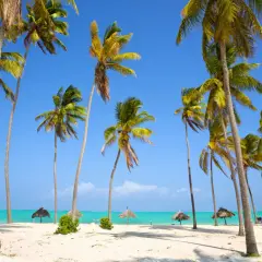 Plaża z palmami i turkusową wodą, Zanzibar.