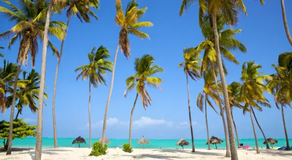 Plaża z palmami i turkusową wodą, Zanzibar.