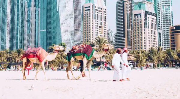 Dwa wielbłądy na plaży w Dubaju, obok dwóch mężczyzn w tradycyjnych strojach. Zastanawiasz się, ile się leci do Dubaju?