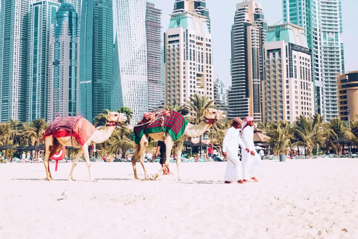 Dwa wielbłądy na plaży w Dubaju, obok dwóch mężczyzn w tradycyjnych strojach. Zastanawiasz się, ile się leci do Dubaju?