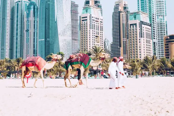Dwa wielbłądy na plaży w Dubaju, obok dwóch mężczyzn w tradycyjnych strojach. Zastanawiasz się, ile się leci do Dubaju?